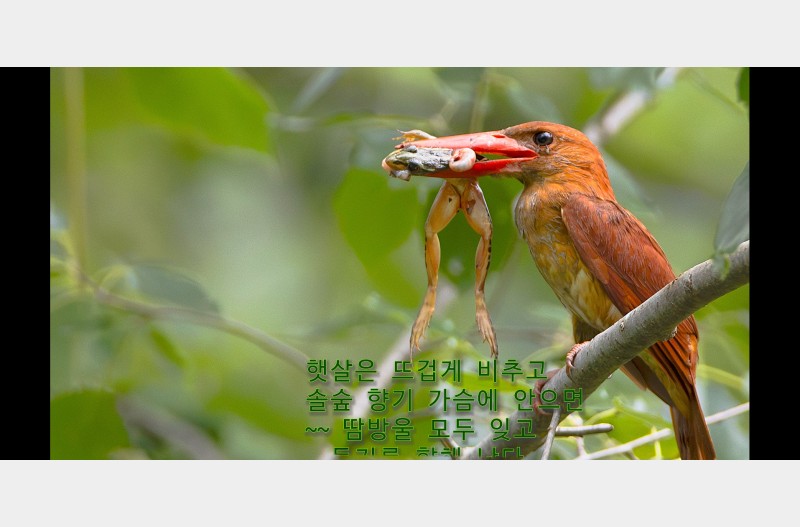 호반새 B jaick