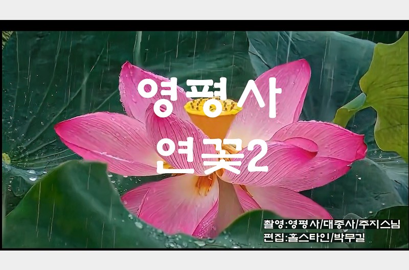 영평사연꽃2