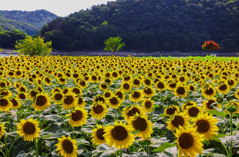 해바라기