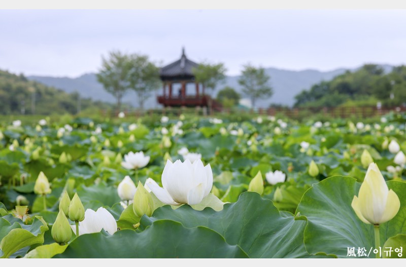 백연화