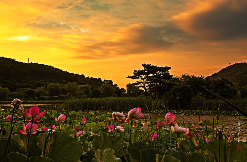 연밭의 여명빛