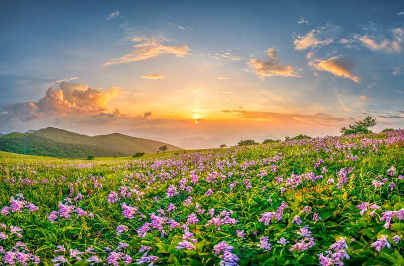 천상의 화원