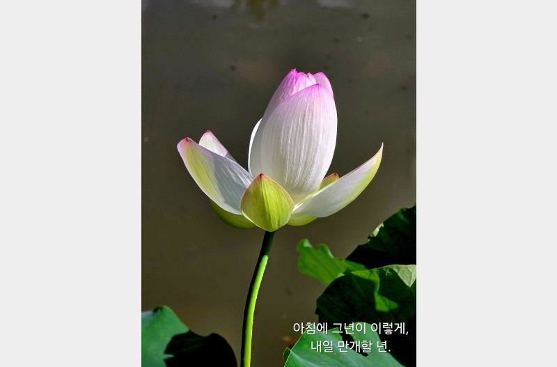 ４５００년전의　연꽃씨앗이　발화되다