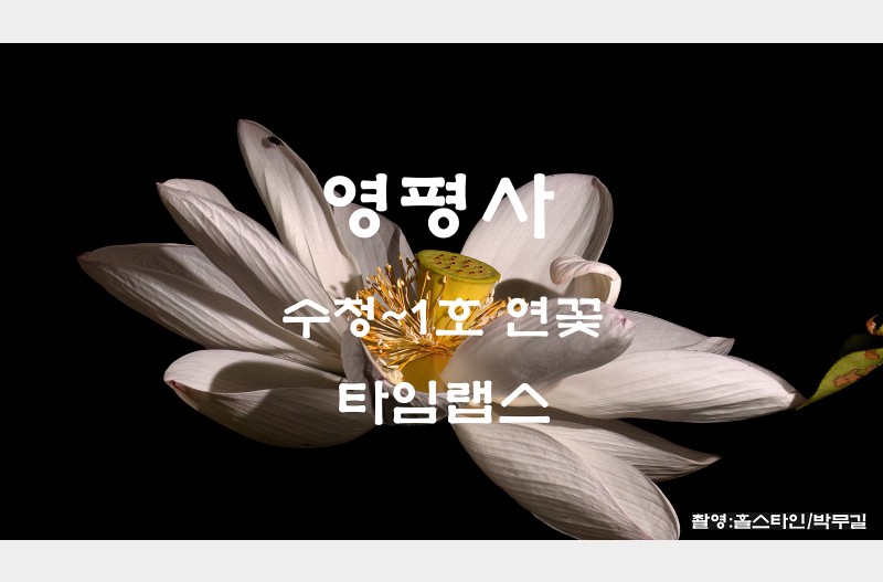4500년 연꽃타임랩스