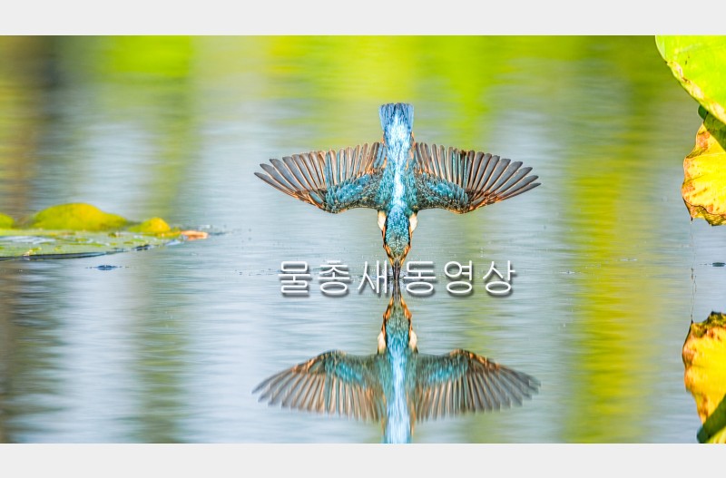 물총새_jaick