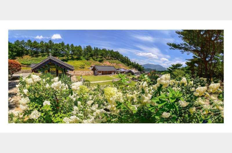 나무수국