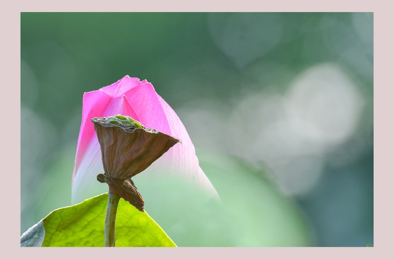 수줍은
