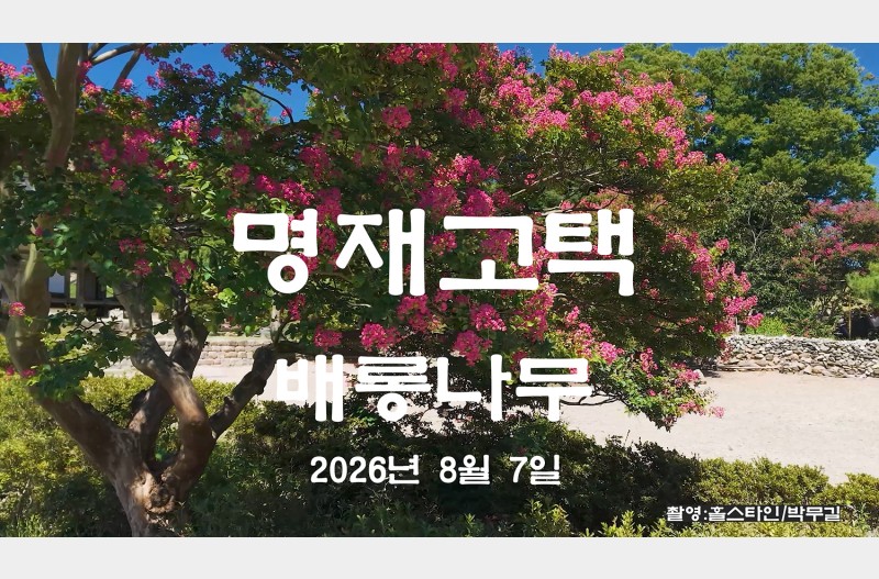명재고택배롱나무