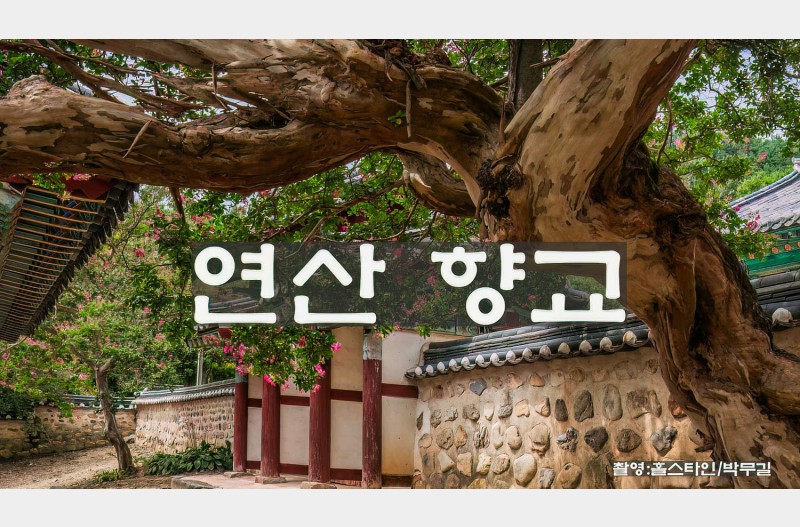 연산향교배롱나무