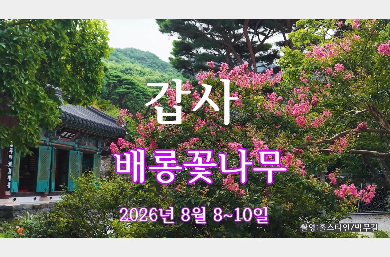 갑사 배롱나무
