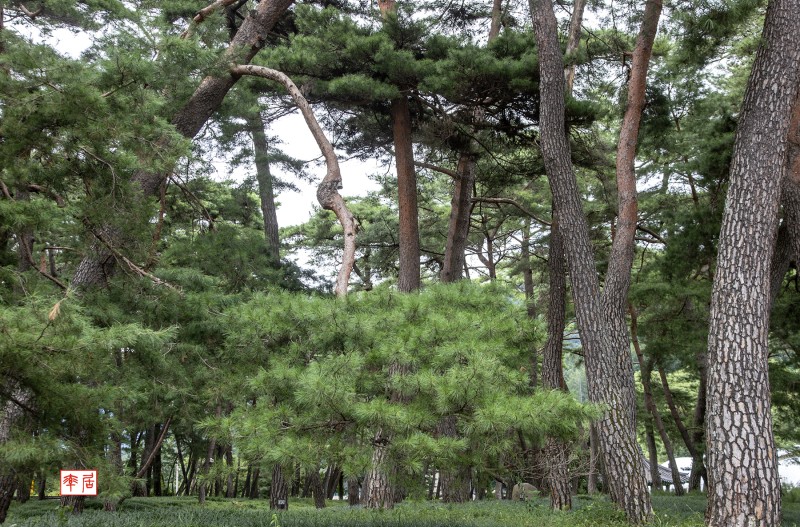 소나무들