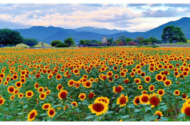 첨성대 해바라기