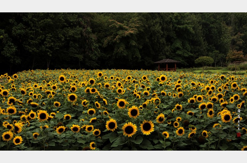 해바라기