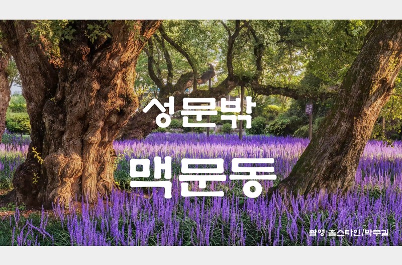 성문밖맥문동