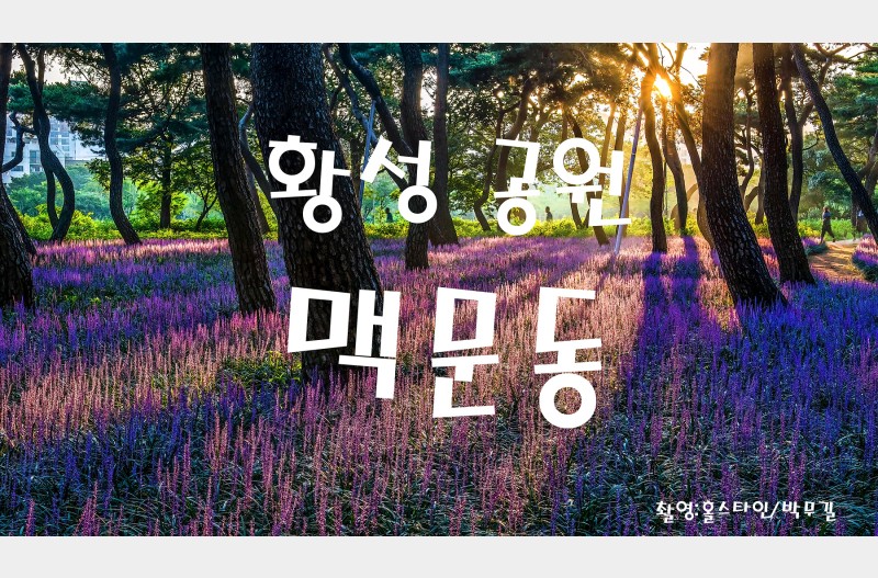 황성공원맥문동