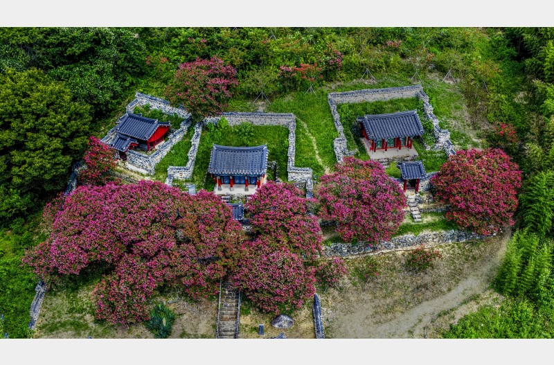 무산사 배롱나무