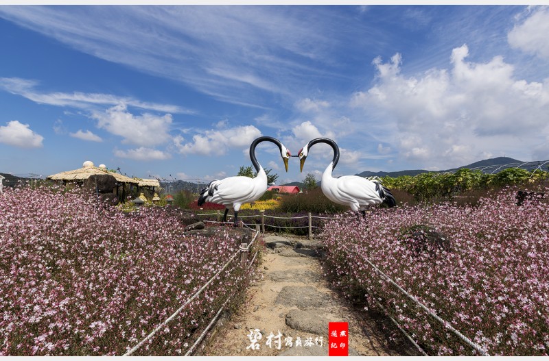 고석정 꽃축제