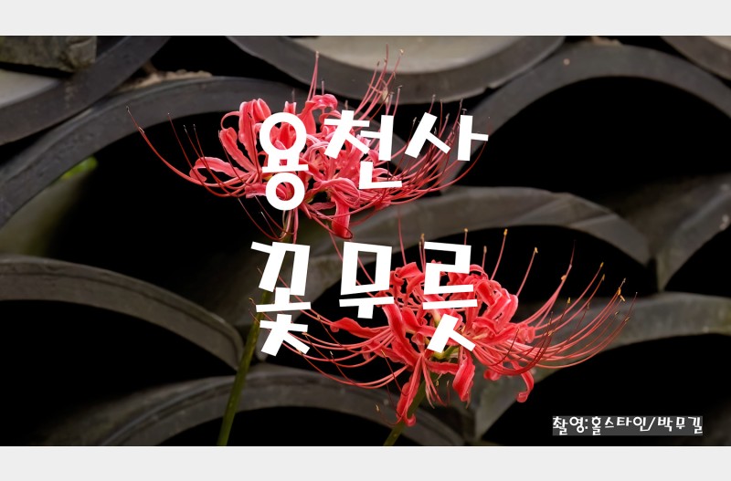 용천사 꽃무릇