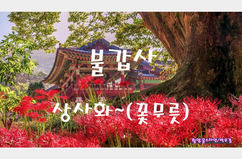 불갑사꽃무릇