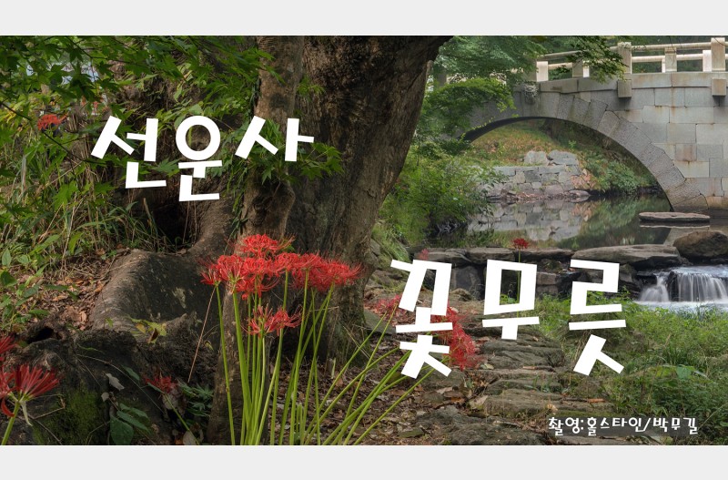 선운사꽃무릇