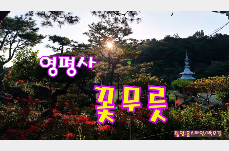 영평사-꽃무릇